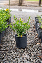 Star Gardenia - Gardenia grandiflora 'Star' - Brisbane Plant Nursery