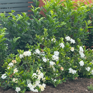 Florida Gardenia