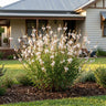 Gaura Graceful White