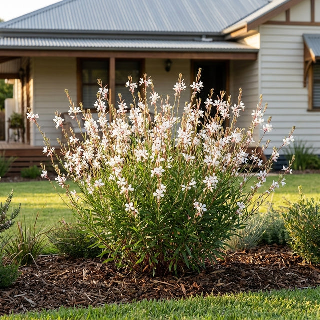Gaura Graceful White - Gaura 'Graceful White'