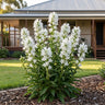 Genti White Bellflower
