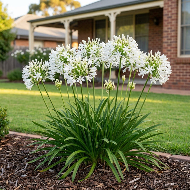 Getty White Agapanthus (Agapanthus africanus 'Getty White') growing in a mulched garden bed in front of an Australian home