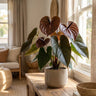 Giant Chocolate Anthurium
