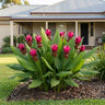 Giant Ruby Ornamental Ginger
