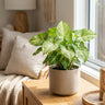 Glo Go Arrowhead Plant