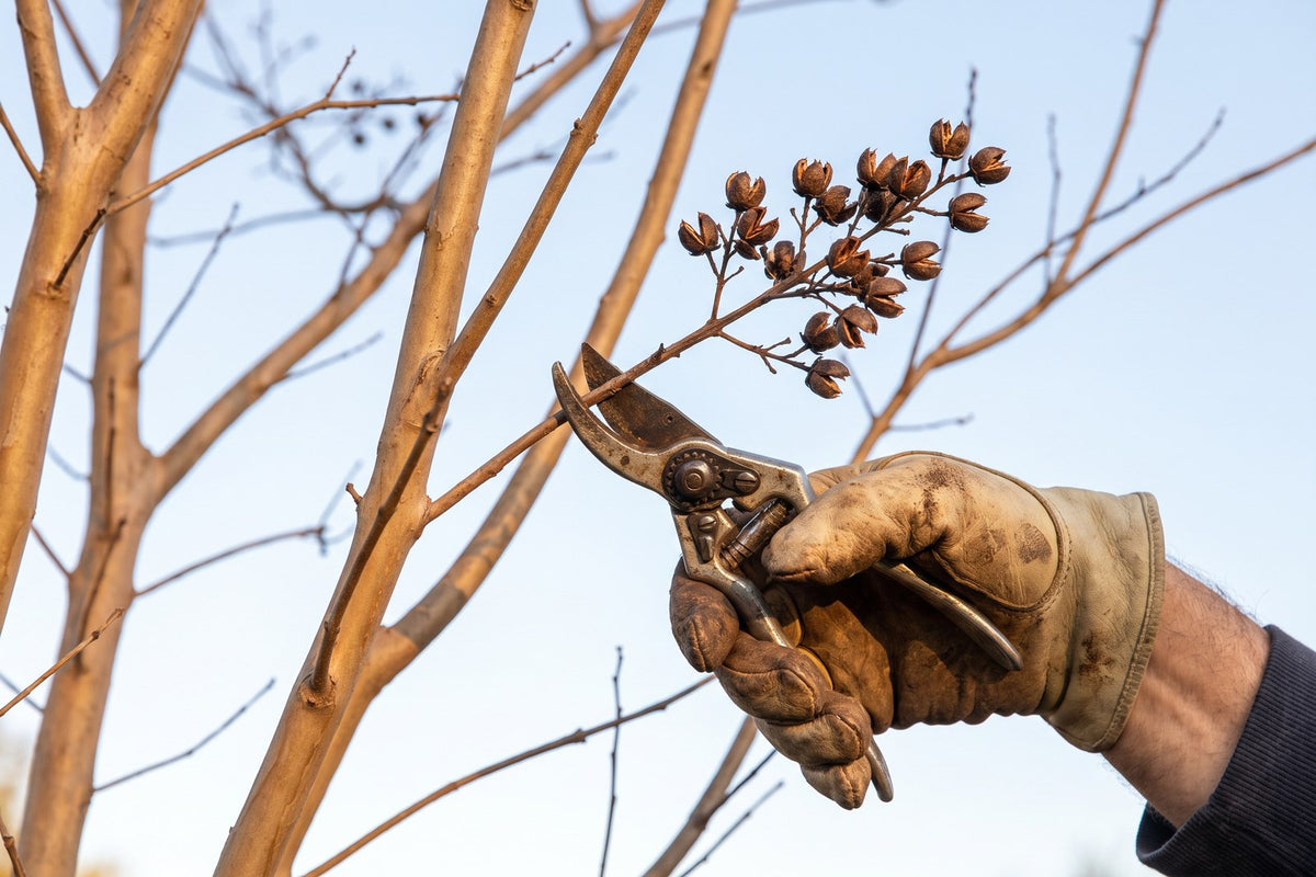 Gloved hand snipping dry brown seed heads from a bare crepe myrtle branch in late winter