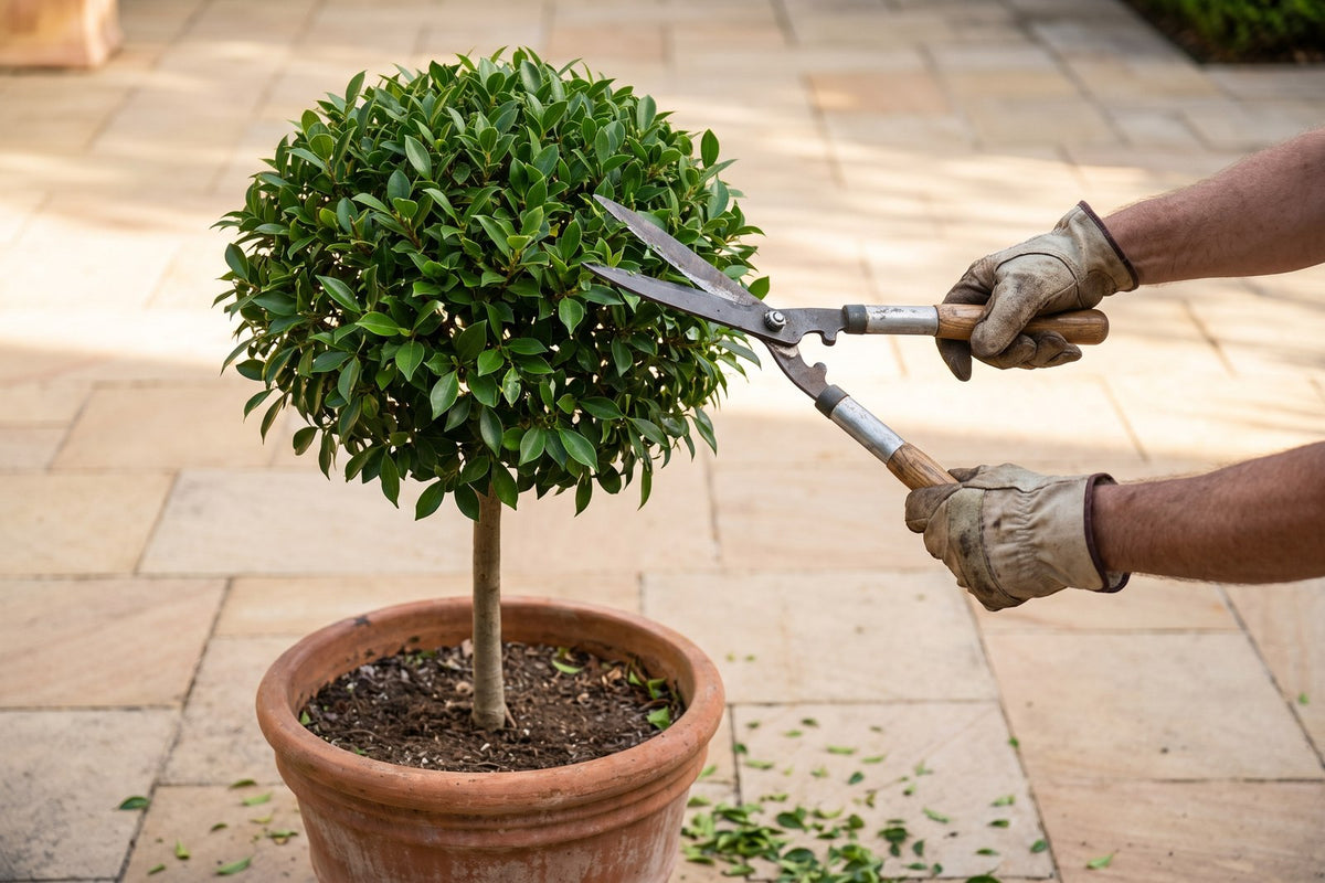 Gloved hands clipping the ball head of a potted Ficus hillii standard with hand shears
