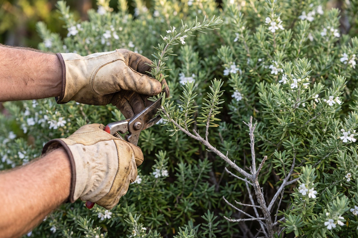 Gloved hands trimming a westringia stem in its leafy tip, above the bare grey wood