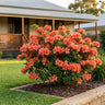 Glowing Embers Azalea