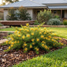 Gold Cluster™ Grevillea