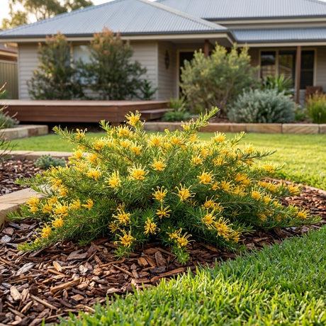 Gold Cluster Grevillea (Grevillea juniperina)