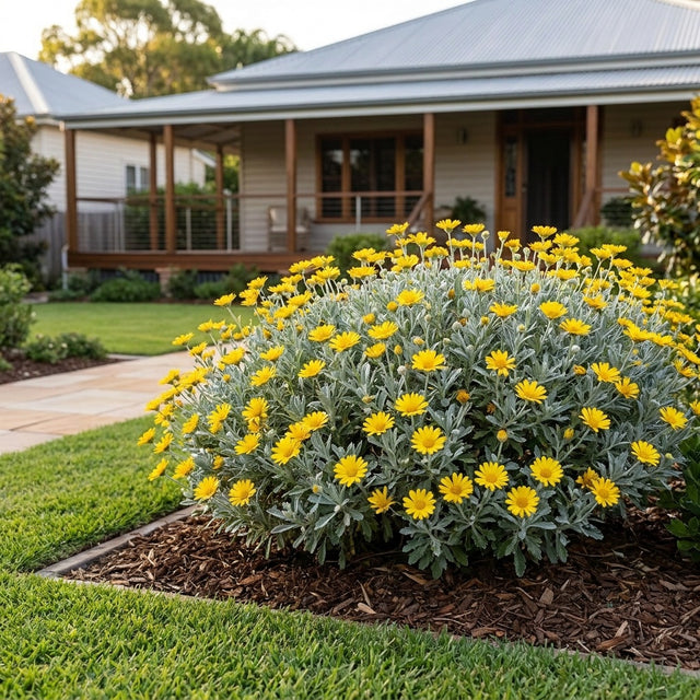 Gold Coin Daisy - Asteriscus 'Teris Yellow'