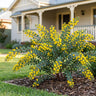 Gold Dust Wattle