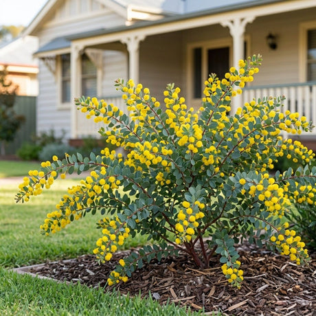 Gold Dust Wattle (Acacia acinacea)