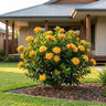 Gold Fire Ixora