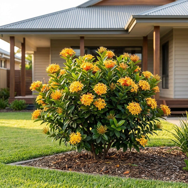 Gold Fire Ixora (Ixora coccinea 'Gold Fire') growing in a mulched garden bed in front of an Australian home