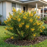 Gold Rush Grevillea