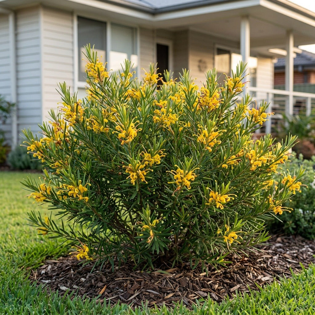 Grevillea (Grevillea hybrid)