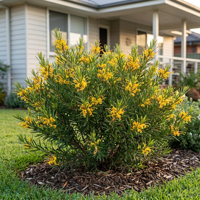 Grevillea (Grevillea hybrid)