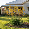 Gold Velvet Kangaroo Paw