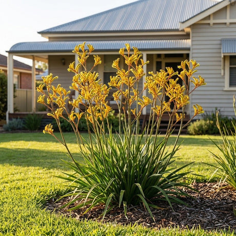 Gold Velvet Kangaroo Paw (Anigozanthos hybrid)