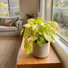 Golden Allusion Arrowhead Plant