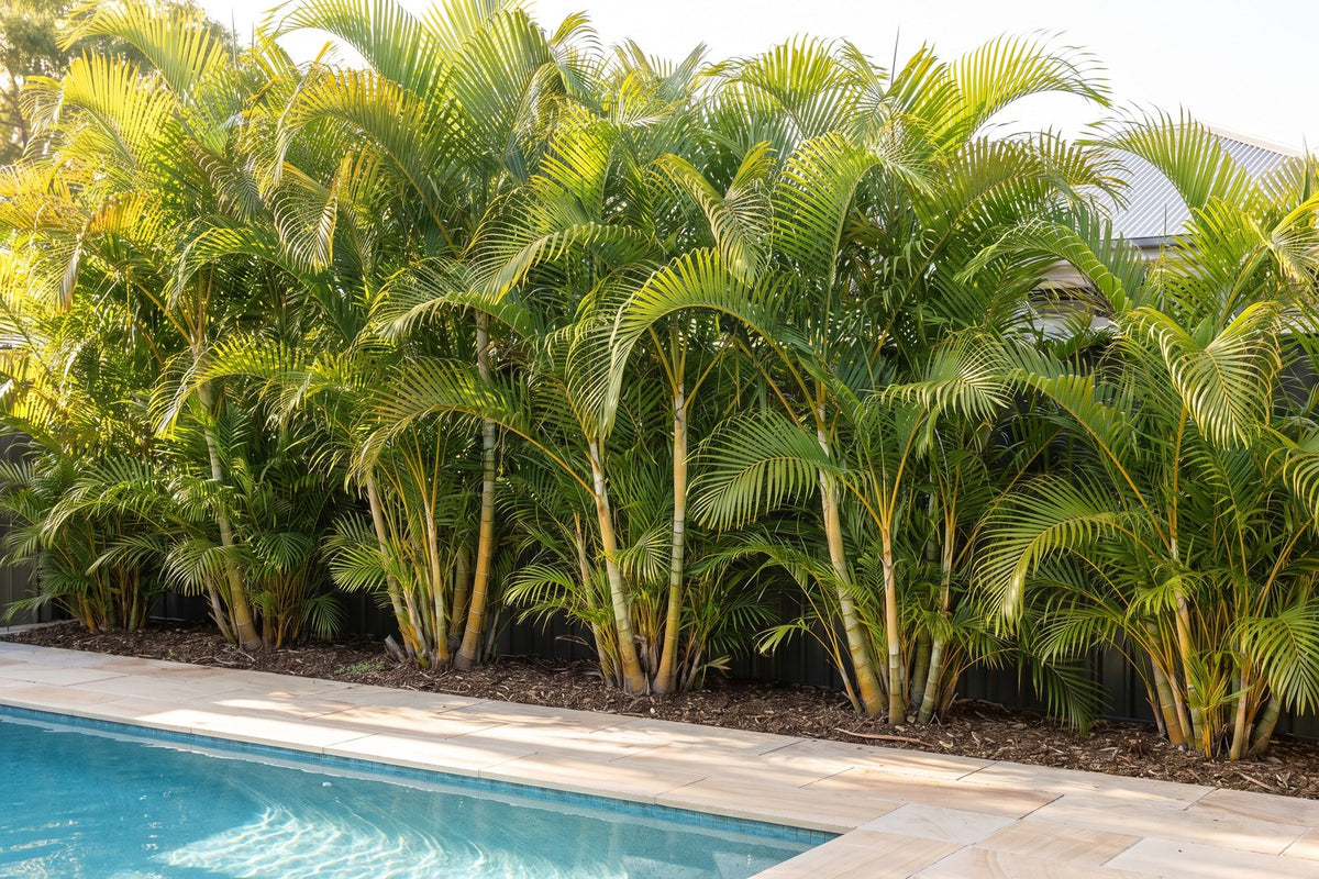 Golden cane palms forming a dense privacy screen along the fence beside a backyard pool