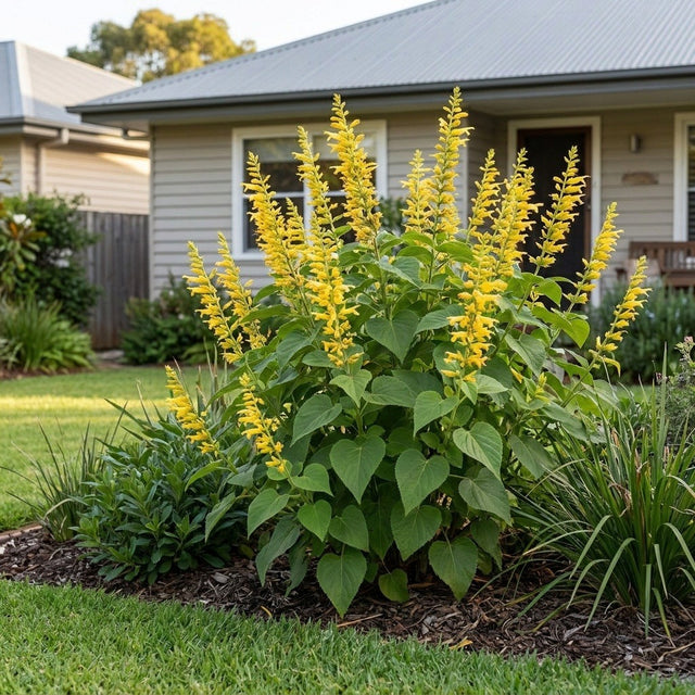 Golden Fountain Forsythia Sage