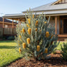 Golden Girl Heath Banksia