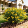 Golden Glow Resinbush