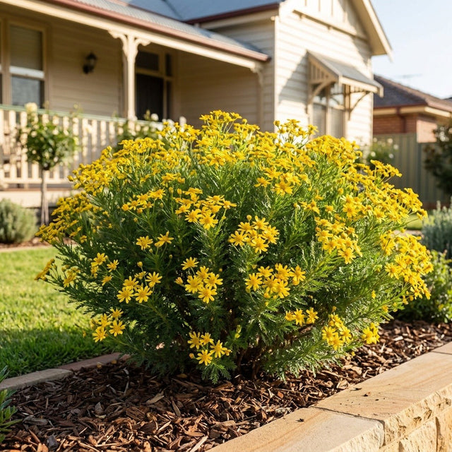 Golden Glow Resinbush (Euryops virgineus 'Golden Glow') growing in a mulched garden bed in front of an Australian home