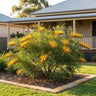Golden Lyre Grevillea