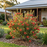 Golden Sparkle Grevillea