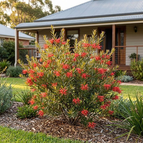 Golden Sparkle Grevillea