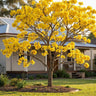 Golden Trumpet Tree