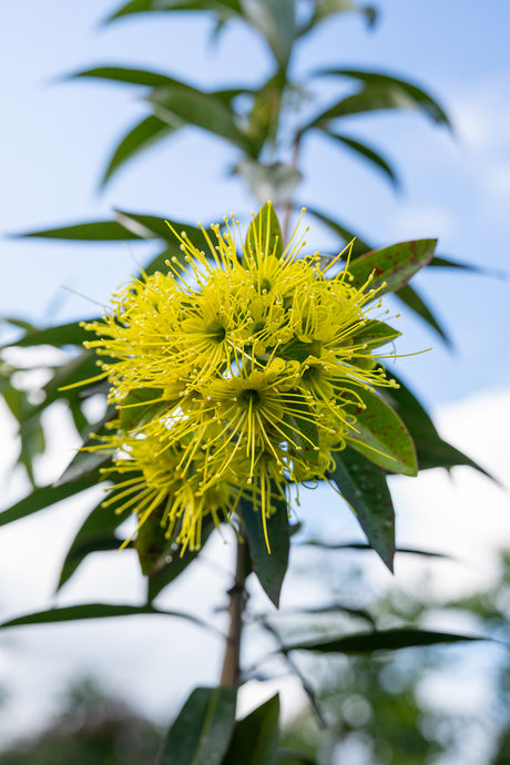 Golden Penda - Xanthostemon chrysanthus - Brisbane Plant Nursery