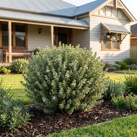 Goldie Box Coastal Rosemary (Westringia fruticosa)