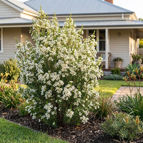Geraldton Wax (Chamelaucium uncinatum)
