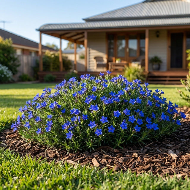 Lithodora (Lithodora diffusa)