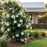 Grand Duke of Tuscany Arabian Jasmine