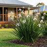 Grand Star™ Dietes