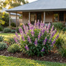 Grandstand Lipstick Lavender Flowering Sage