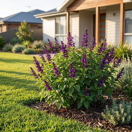 Flowering Sage (Salvia splendens)