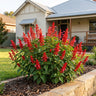 Grandstand Red Pink Lipstick Flowering Sage
