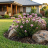 Granite Boronia