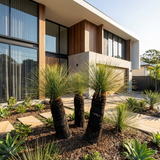 Modern house with large windows and a landscaped front yard featuring the Grass Tree - Xanthorrhoea glauca and stone pathways.
