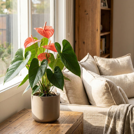 Anthurium (Anthurium andreanum)