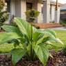 Green Bat Plant
