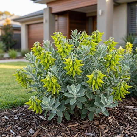 Green Birdflower (Crotalaria cunninghamii)
