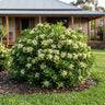Green Dome™ Pittosporum